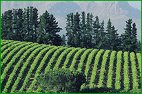 A rolling european  vineyard  bathed in warm sunshine