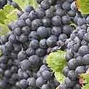 Search our Fine Wines